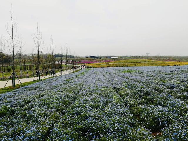 镇江绚烂花海盛宴，自然色彩的狂欢