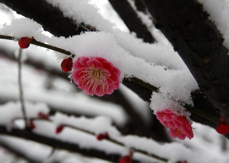 傲雪破冰前行，独特魅力绽放风采