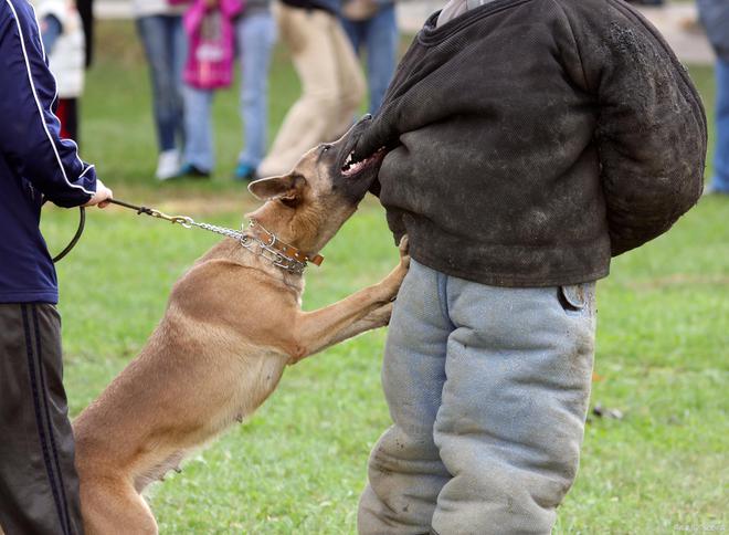 恶犬最新磁力背后的真相与应对策略探索