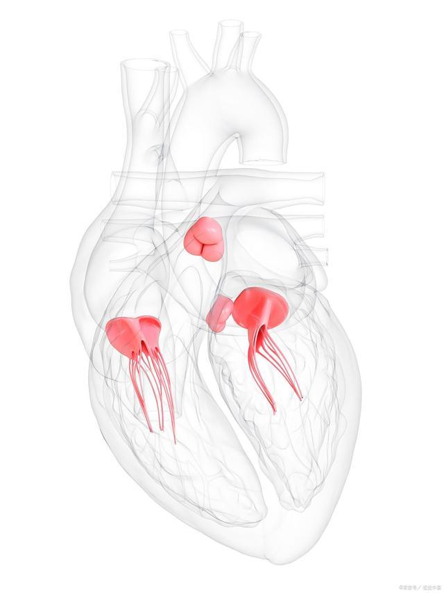 最新生物瓣技术，重塑心脏瓣膜的未来之路