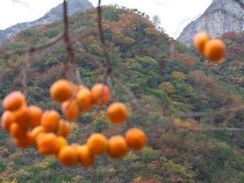 探索未知魅力的柿子独特风味最新视频分享